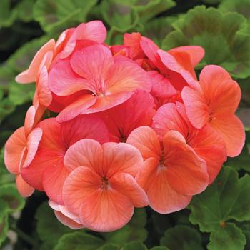 Pelargonium x hortorum Pinto™ Premium Deep Salmon