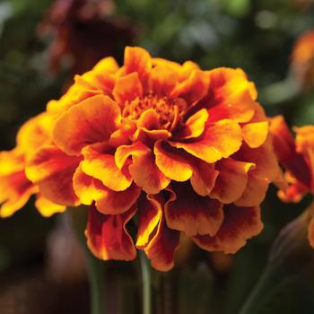 Tagetes patula nana Alumia™ Flame