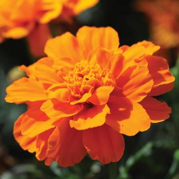 Tagetes patula nana Alumia™ Deep Orange