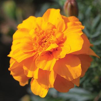 Tagetes patula nana Alumia™ Gold