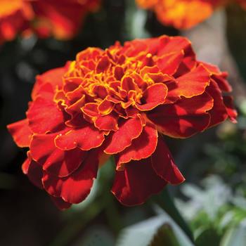 Tagetes patula nana Alumia™ Red