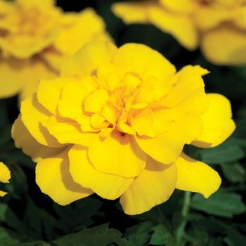 Tagetes patula nana