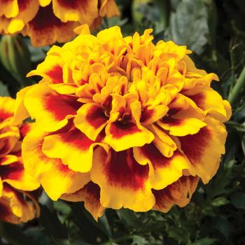 Tagetes patula nana