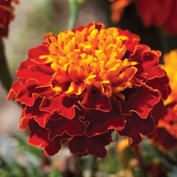 Tagetes patula nana