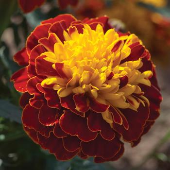 Tagetes patula nana Cresta™ Spry