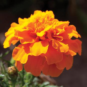 Tagetes patula nana