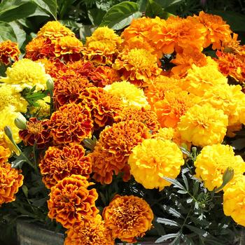 Tagetes patula nana Cresta™ Mix