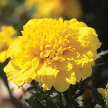 Tagetes patula nana Cresta™ Yellow