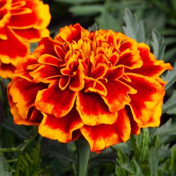 Tagetes patula nana Cresta™ Flame