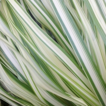 Calamagrostis x acutiflora 'Lightning Strike' 