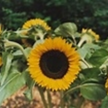 Helianthus annuus 'Sunbright' 