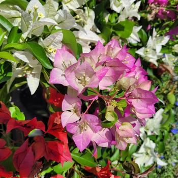 Bougainvillea 'Pink Pearl' 