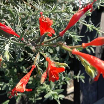 Epilobium canum ssp. canum