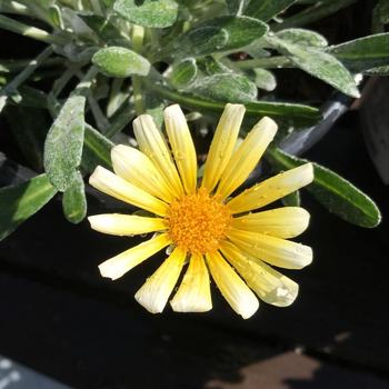 Gazania rigens