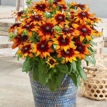 Echibeckia Summerina® 'Sunreef™'