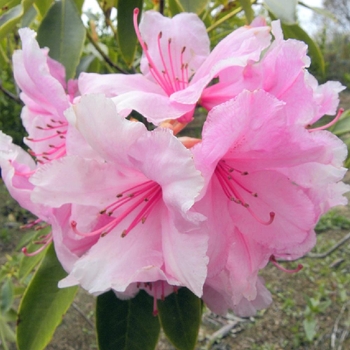 Rhododendron Kurume hybrid 'Pink Pearl' 