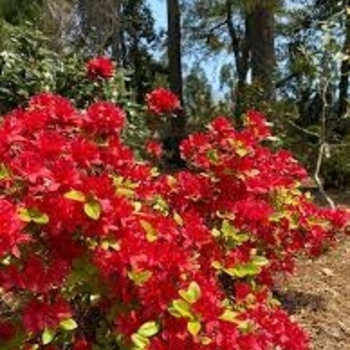 Rhododendron Carla hybrid 'Wolfpack Red' 