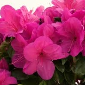 Rhododendron Satsuki hybrid 'Higasa' 