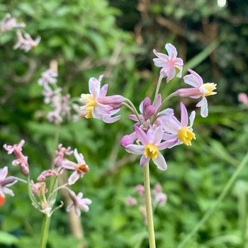 Tulbaghia 'Cosmic' 