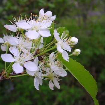 Prunus pensylvanica