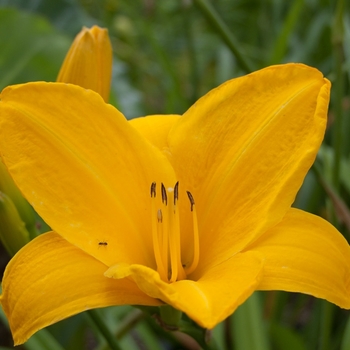 Hemerocallis 'Chicago Sunrise' 