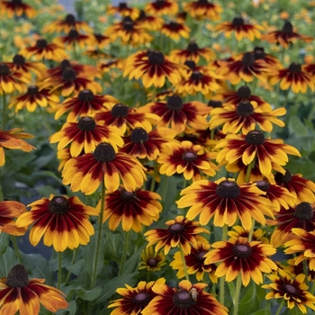 Echibeckia 'Sizzling Sunset' 