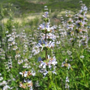 Salvia mellifera