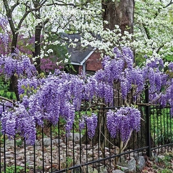 Wisteria macrostachya 'Blue Moon' 