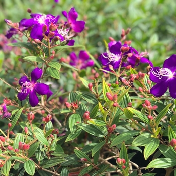 Tibouchina 'Multiple Varieties' 