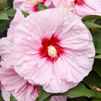 Hibiscus 'All Eyes on Me' 