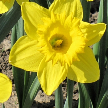 Narcissus 'King Alfred' 