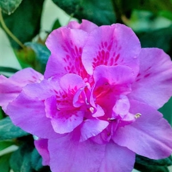 Rhododendron 'Roblezd' PPAF
