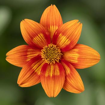 Bidens ferulifolia Brazen™ 'Glowing Sky'