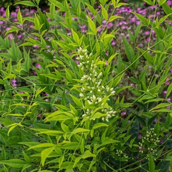 Nandina domestica 'Brightlight' PPAF