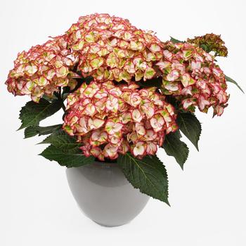 Hydrangea Hi™ 'Moon'