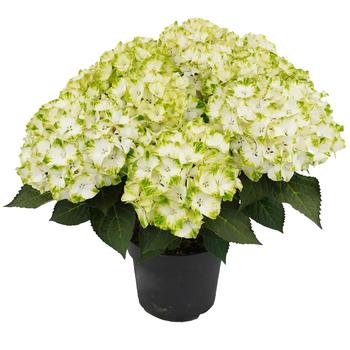 Hydrangea Hi™ 'Valley'