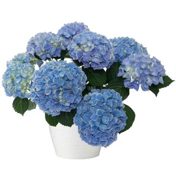 Hydrangea Hi™ 'River'