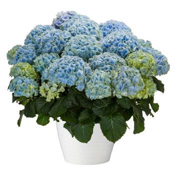 Hydrangea Hi™ 'Mountain'