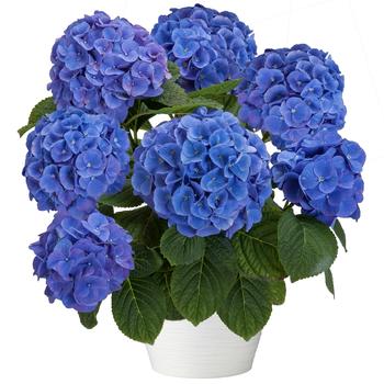 Hydrangea Hi™ 'Horizon'