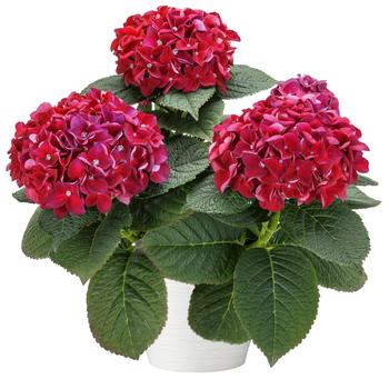 Hydrangea Hi™ 'Flame'