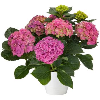 Hydrangea Hi™ 'Sky'