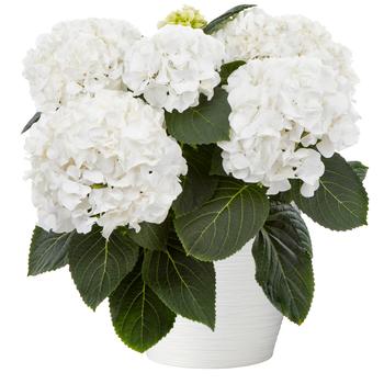 Hydrangea Hi™ 'White Sun'