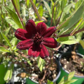 Cosmos atrosanguineus