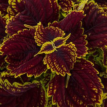 Coleus scutellarioides Talavera™ Burgundy Lime