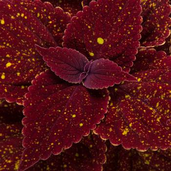 Coleus scutellarioides