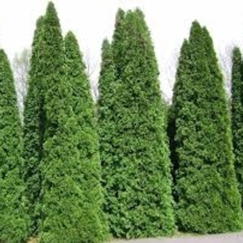 Thuja occidentalis 'Dark Green' 