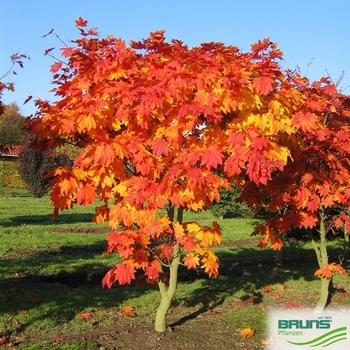 Acer japonicum 'Vitifolium' 
