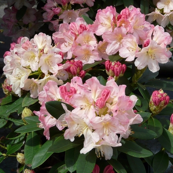 Rhododendron 'Percy Wiseman' 