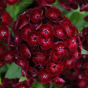 Dianthus chinensis x barbatus 'Crimson'