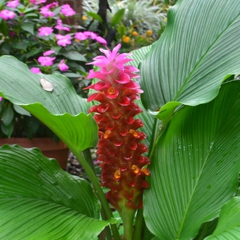 Curcuma 'BanRai Red' 